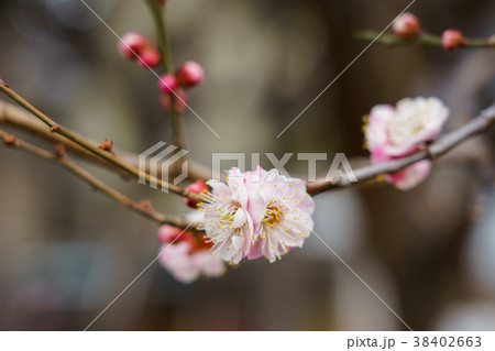 梅の花 梅の花 38402663