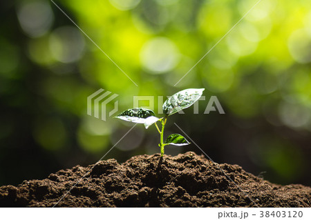 Planting trees Tree growth Seeding Fourth seed is Planting trees Tree growth Seeding Fourth seed is 38403120