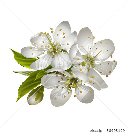 Beautiful tender cherry flowers. Beautiful tender cherry flowers. 38403199