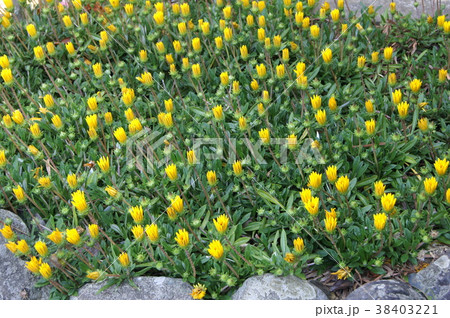 朝、開花前のガザニア(夜は閉じる) 38403221