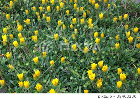 朝、開花前のガザニア(夜は閉じる) 朝、開花前のガザニア(夜は閉じる) 38403230