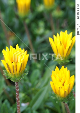 朝、開花前のガザニア(夜は閉じる) 朝、開花前のガザニア(夜は閉じる) 38403318