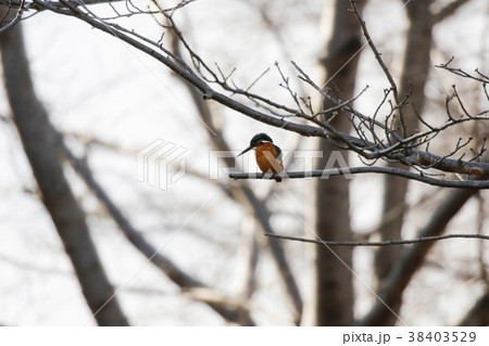 カワセミ カワセミ 38403529