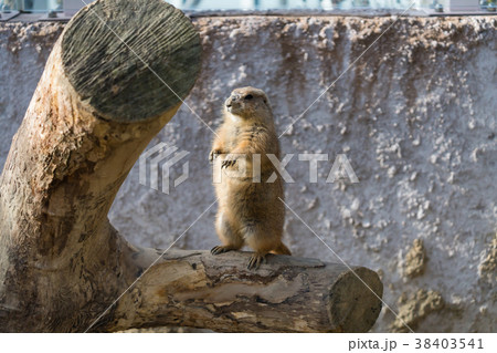 プレーリードッグ プレーリードッグ 38403541