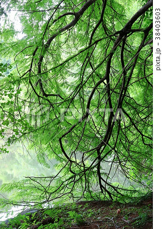 ラクウショウ 針葉樹 ヌマスギ ラクウショウ 針葉樹 ヌマスギ 38403603