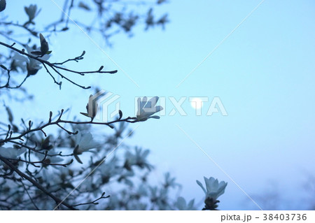 辛夷の花と朧月 辛夷の花と朧月 38403736