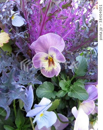 ビオラ寄せ植え 38404001
