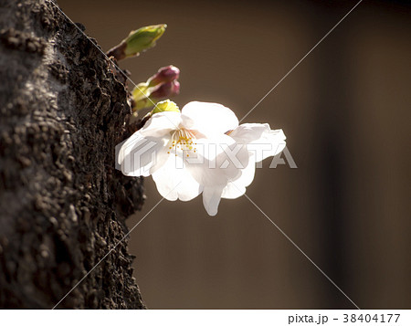 胴吹き桜 38404177