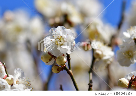 梅の花 38404237
