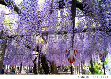 熊野（ゆや）の長藤：磐田市・行興寺 38404553