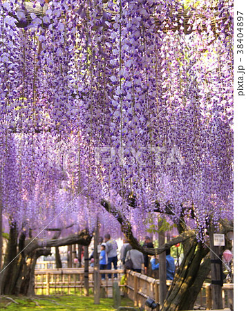 熊野(ゆや)の長藤:磐田市・行興寺 熊野(ゆや)の長藤:磐田市・行興寺 38404897