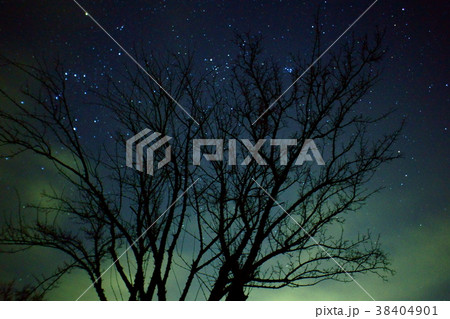 枯れ木 星空 枯れ木 星空 38404901