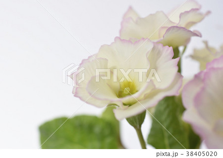 プリムラジュリアン 38405020