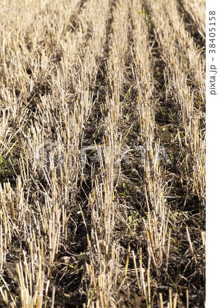 mown cereal 38405158