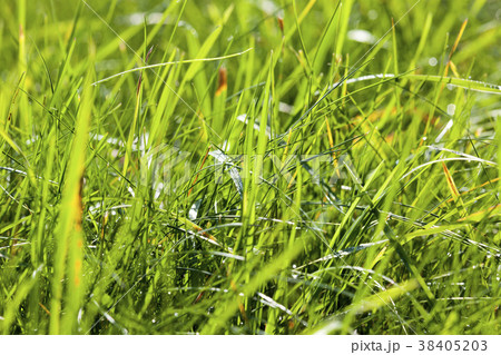 green different grass 38405203