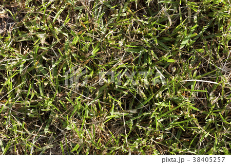 green grass with 38405257
