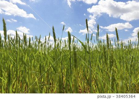 Green grass Green grass 38405364