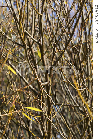 Autumn bushes Autumn bushes 38405612