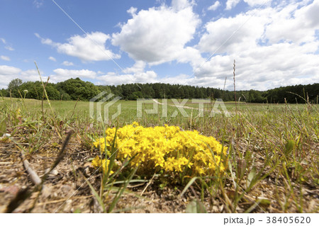 bush of yellow herb 38405620