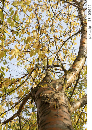 autumn season autumn season 38405642