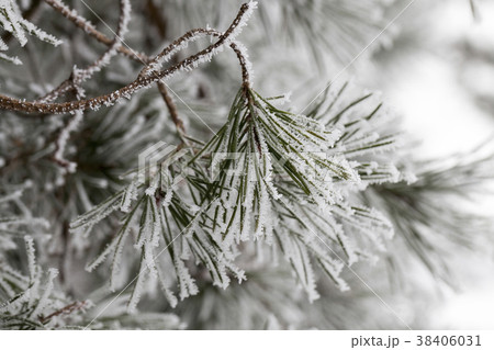 frost on needles of a pine frost on needles of a pine 38406031