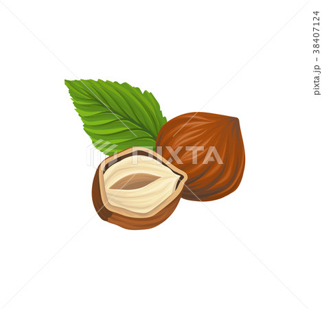 Cartoon illustration of whole and half of hazelnut Cartoon illustration of whole and half of hazelnut 38407124
