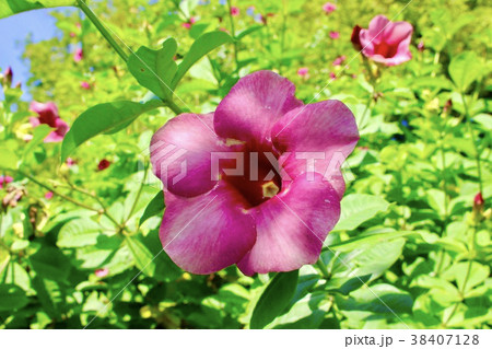 花 花 38407128