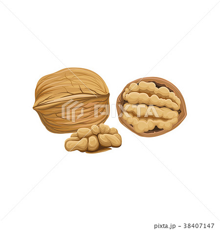 Whole, half and peeled piece of walnut. Cartoon Whole, half and peeled piece of walnut. Cartoon 38407147