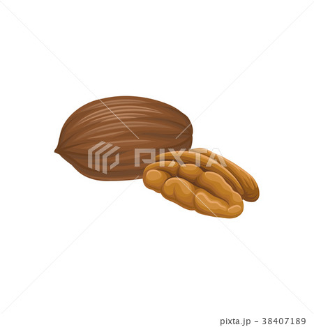 Cartoon vector icon of brown pecan nut. Healthy 38407189