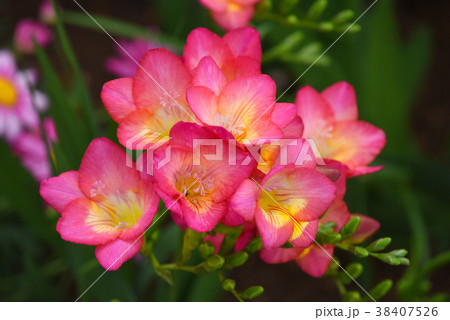 フリージア 38407526