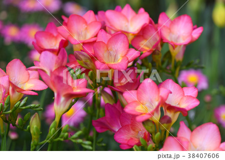 フリージア フリージア 38407606