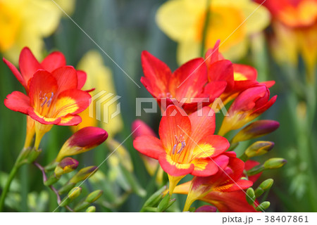 フリージア 38407861