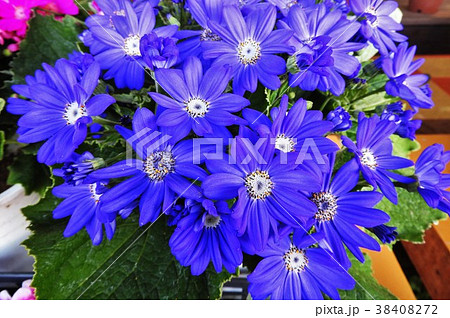 早春から春にかけて花を楽しめるサイネリアは 色も様々で卒業式や入学式でよく飾られる の写真素材