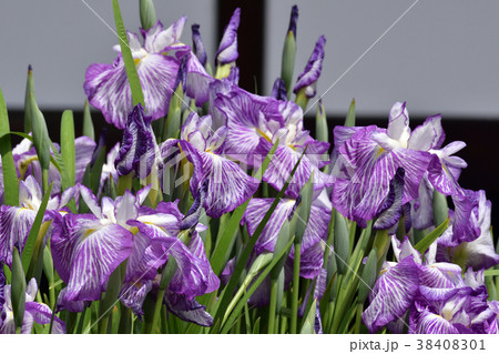 三室戸寺　花菖蒲 38408301