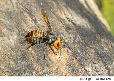 スズメバチ 38408326