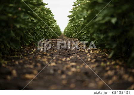 Cotton field in the countryside. Cotton field in the countryside. 38408432
