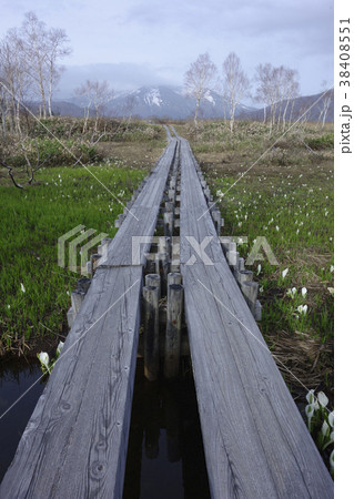 湿原と木道 38408551