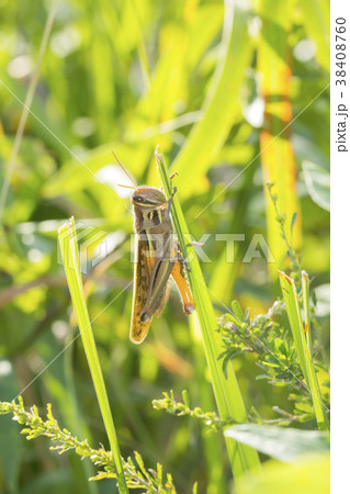 ツチイナゴ 38408760