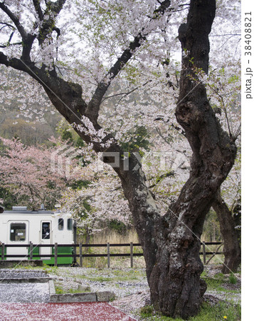 無人駅の桜 38408821