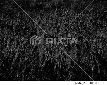 苔（モノクロ） 38409083