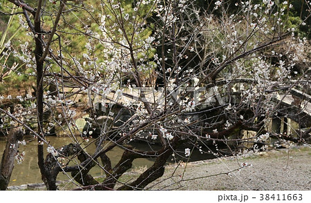 高伝寺の梅 高伝寺の梅 38411663