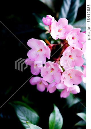 アッサムニオイザクラ、ルクリア 38412888