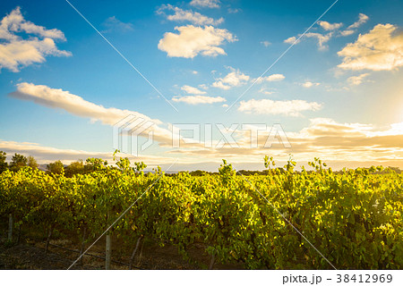 McLaren valley vineyards at sunset 38412969