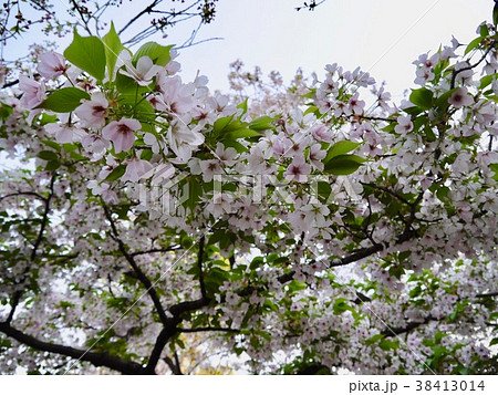 オオシマザクラ 38413014
