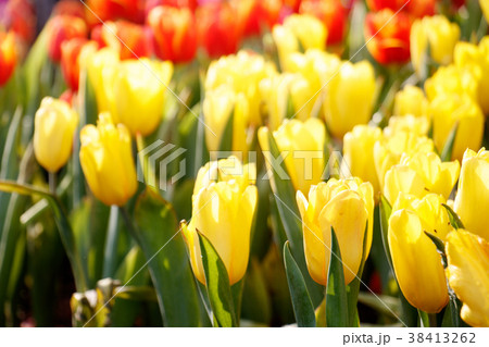 Colorful tulip in the garden. 38413262
