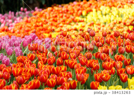 Colorful tulip in the garden. Colorful tulip in the garden. 38413263