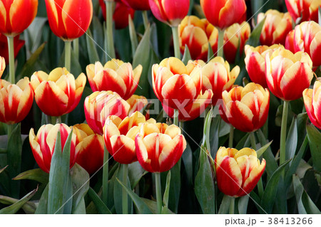 Colorful tulip in the garden. Colorful tulip in the garden. 38413266