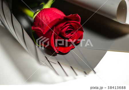 薔薇 バラ科 バラ 38413688