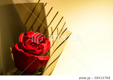 薔薇 バラ科 バラ 38413768