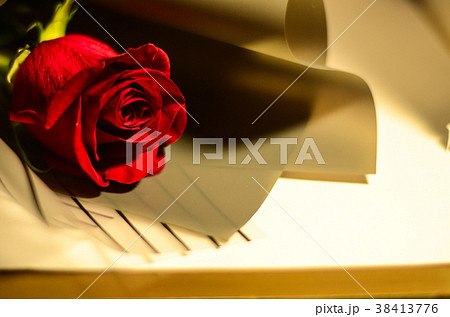 薔薇 バラ科 バラ 38413776